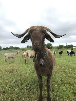 Ecopatu'Rhin à Balgau
