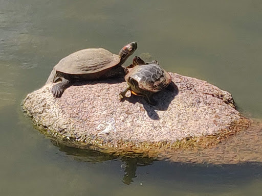 Park «Memorial Park», reviews and photos, 1605 E Pikes Peak Ave, Colorado Springs, CO 80910, USA