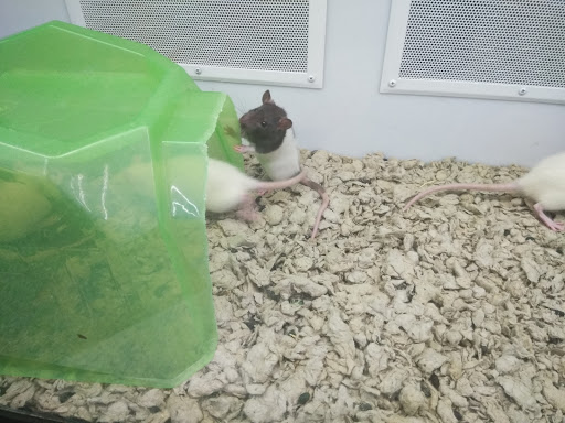 Pet Supply Store «Petco Animal Supplies», reviews and photos, 1500 N Town E Blvd, Mesquite, TX 75150, USA