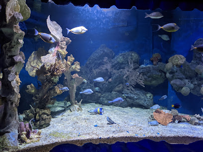 Aquarium Diving Center