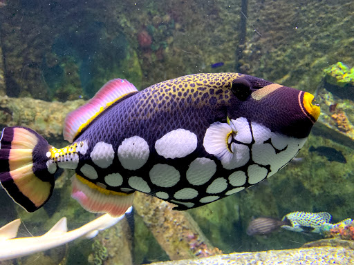 Aquarium «Wonders Of Wildlife National Museum & Aquarium», reviews and photos, 500 W Sunshine St, Springfield, MO 65807, USA