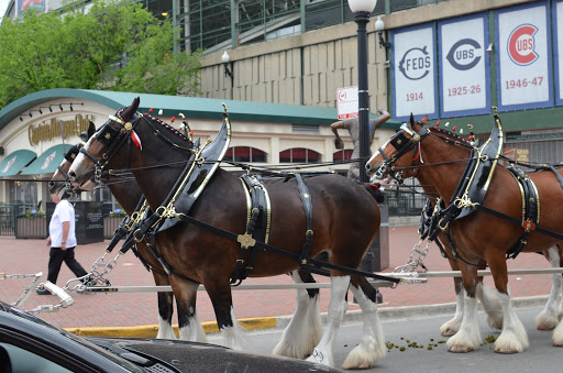 Stadium «Wrigley Field», reviews and photos, 1060 W Addison St, Chicago, IL 60613, USA
