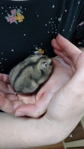 Pet Supply Store «Pet Supermarket», reviews and photos, 2924 13th St, St Cloud, FL 34769, USA