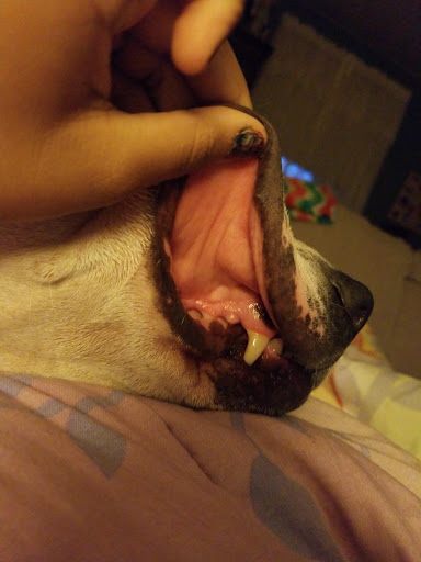 Pet Store «PetSmart», reviews and photos, 267 Berlin Turnpike, Berlin, CT 06037, USA