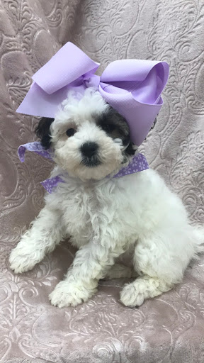 Pet Store «Happiness Is Pets Vi», reviews and photos, 616 E Roosevelt Rd, Lombard, IL 60148, USA