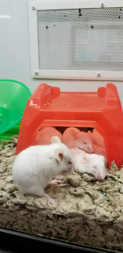 Pet Supply Store «Petco Animal Supplies», reviews and photos, 10 Waterfront Pl, Port Chester, NY 10573, USA