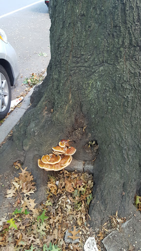 Park «Claremont Park», reviews and photos, Clay Ave & E. 170 St, Bronx, NY 10457, USA