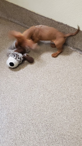 Pet Store «Gentle Jungle Pet Store», reviews and photos, 470 Lewis Ave, Meriden, CT 06451, USA