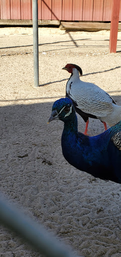 Zoo «Petting zoo Ocala», reviews and photos, 11150 FL-40, Ocala, FL 34482, USA