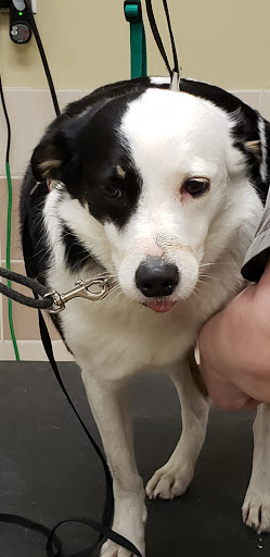 Pet Supply Store «Petco Animal Supplies», reviews and photos, 239 Newburyport Turnpike, Topsfield, MA 01983, USA