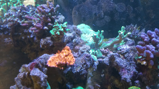 Tropical Fish Store «Aquatic Treasures», reviews and photos, 2533-A Vandalia St, Collinsville, IL 62234, USA