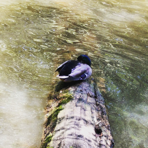 Hiking Area «Gold Branch Trail», reviews and photos, 6156 Lower Roswell Rd, Marietta, GA 30068, USA