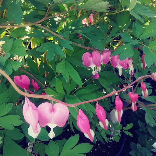 Produce Market «Stauffer Fruit Stand», reviews and photos, RR 663, Pennsburg, PA 18073, USA