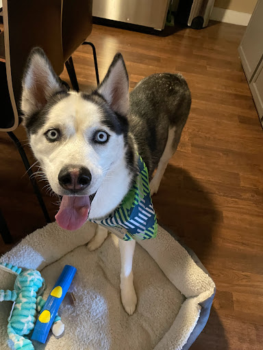 Pet Supply Store «PetSmart», reviews and photos, 540 New York Ave, Lyndhurst, NJ 07071, USA