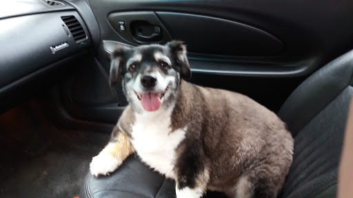 Pet Store «M V Pets», reviews and photos, 7429 S Westnedge Ave, Portage, MI 49002, USA