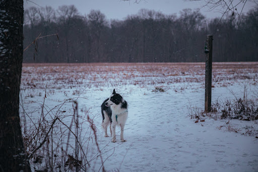 Nature Preserve «Sweet Arrow Reserve», reviews and photos, 789 Little Sugarcreek Rd, Sugarcreek Township, OH 45440, USA