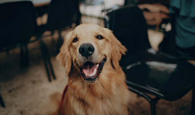 Hundebetreuung Milo | Training für Mensch & Tier