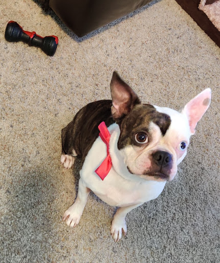 Miami Animal Hospital image