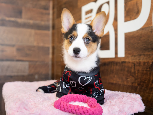 Pet Supply Store «Petland Tyler», reviews and photos, 4512 S Broadway Ave, Tyler, TX 75703, USA