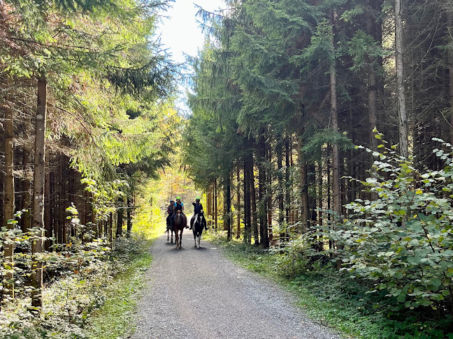 Leere Fläche im Wald - Zürich