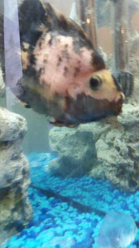 Pet Supply Store «Petco Animal Supplies», reviews and photos, 415 E University Dr, Granger, IN 46530, USA