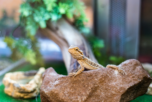 Pet Supply Store «Skyway Feed & Pet Supply Inc», reviews and photos, 677 Birch St, Paradise, CA 95969, USA