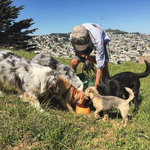 Sniff San Francisco | Dog Walking, Training & Boarding Services