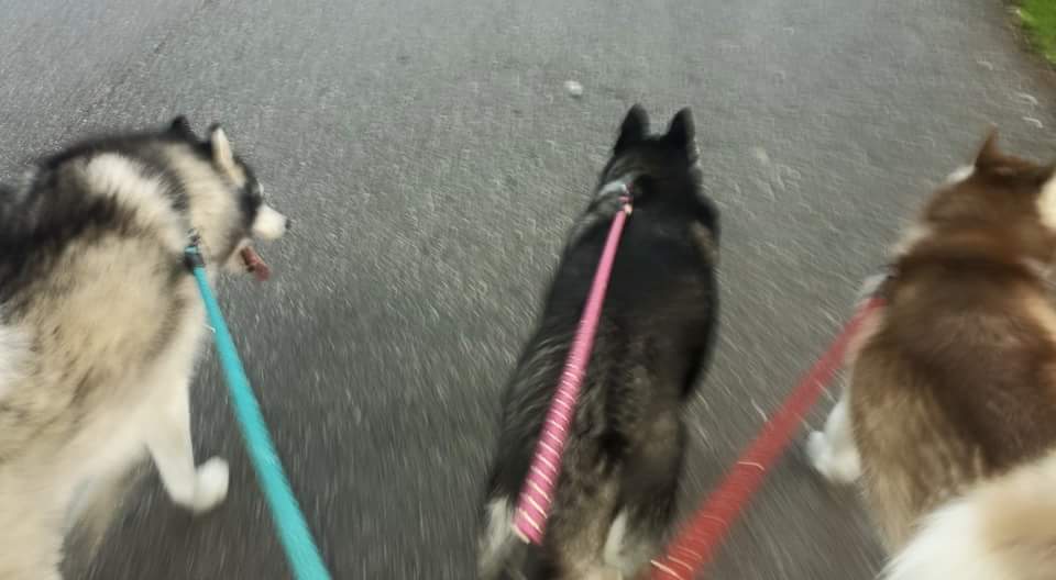 Circus City Canine Training
