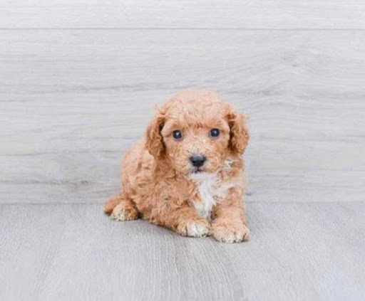 Pet Store «Pet Express», reviews and photos, 100 Independence Way, Danvers, MA 01923, USA