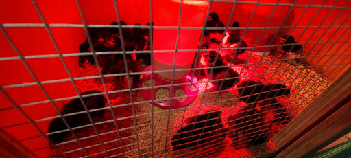 Pet Supply Store «Valley Feed», reviews and photos, 1486 Freedom Blvd, Watsonville, CA 95076, USA