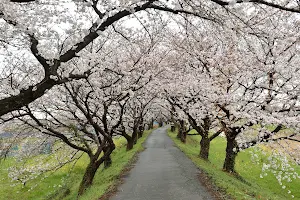 Nagarekawa Cherry blossom trees image