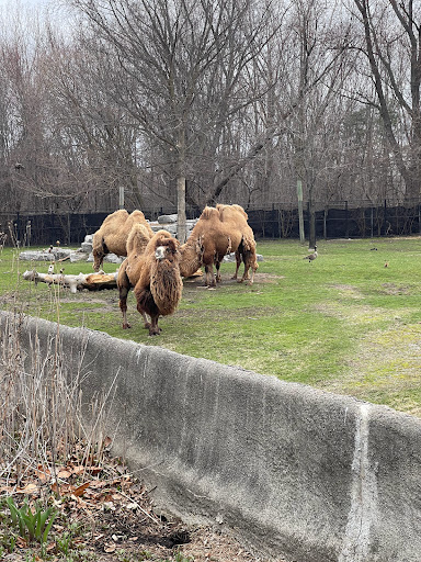 Zoo «Arctic Ring of Life», reviews and photos, 8450 W 10 Mile Rd, Royal Oak, MI 48067, USA