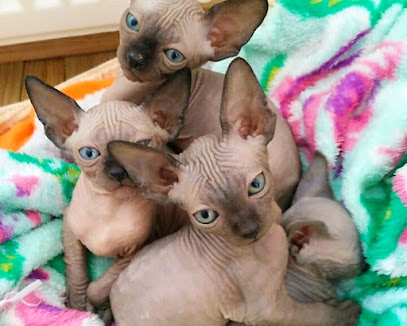Canadian Sphynx Cattery MARCO CZ