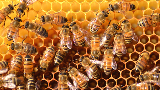 Nordjysk Beekeeping & Animal Feed in Hobro, Mariagerfjord