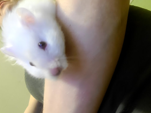 Pet Supply Store «Over Bridge Pet Supplies», reviews and photos, 24 Seneca St, Hornell, NY 14843, USA