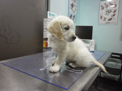 Clínica Veterinaria Etxelagun en Portugalete