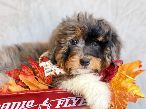 Dog Breeder «Playful Pets», reviews and photos, 115 Ridge Pike, Conshohocken, PA 19428, USA