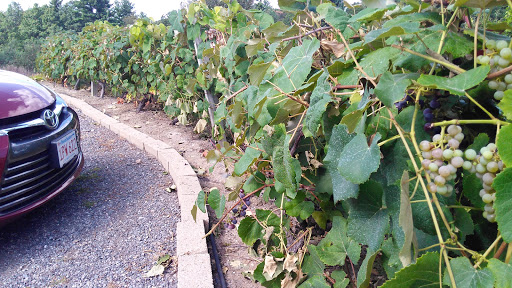 Orchard «George Hill Orchards», reviews and photos, 582 George Hill Rd, South Lancaster, MA 01561, USA