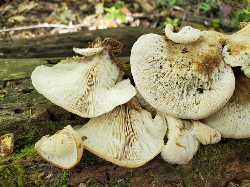 Nature Preserve «Asylum Lake Preserve», reviews and photos, 3836 S Drake Rd, Kalamazoo, MI 49008, USA