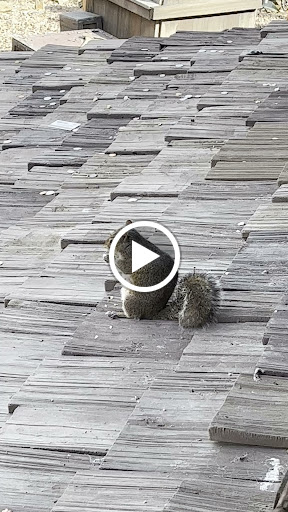 Roller Coaster «Big Thunder Mountain Railroad», reviews and photos, 4600 Frontierland, Orlando, FL 32836, USA