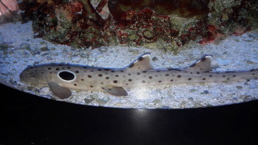 Park «Kawameeh Park», reviews and photos, 1750 Morris Ave, Union, NJ 07083, USA