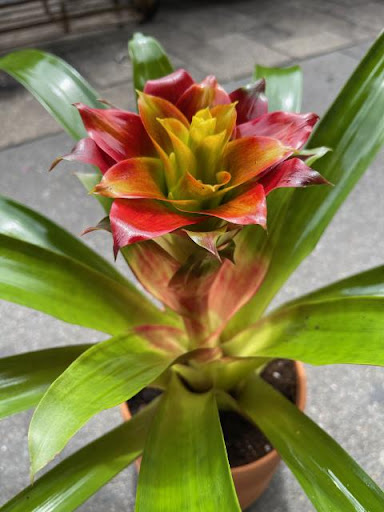 Florist «Hudson Florist», reviews and photos, 741 Bergen Ave, Jersey City, NJ 07306, USA