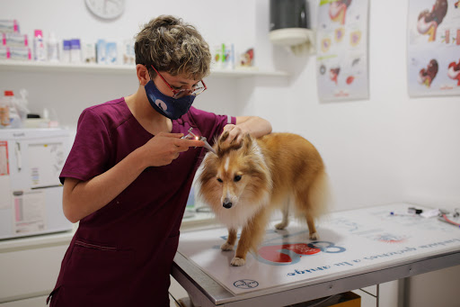 Gossejant Veterinari Cerdanyola en Cerdanyola del Vallès