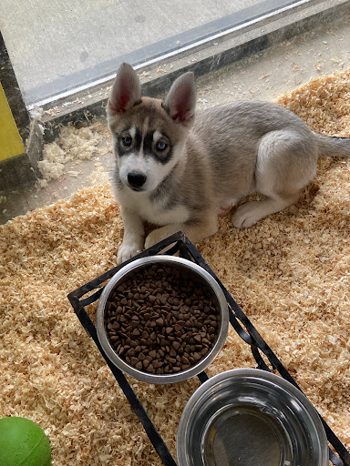 Pet Store «Critter Cabana - Wilsonville», reviews and photos, 8406 SW Main St #200, Wilsonville, OR 97070, USA