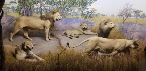 Museum «Delaware Agricultural Museum», reviews and photos, 866 N Dupont Hwy, Dover, DE 19901, USA