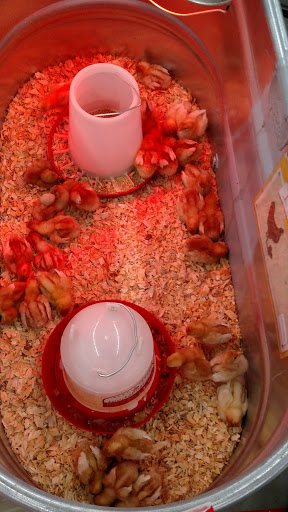 Home Improvement Store «Tractor Supply Co.», reviews and photos, 13500 Benns Church Blvd, Smithfield, VA 23430, USA