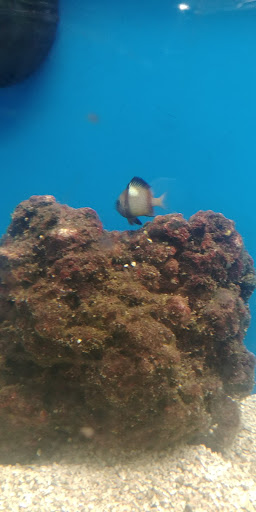 Pet Supply Store «Petco Animal Supplies», reviews and photos, 8775 SW Tualatin-Sherwood Rd, Tualatin, OR 97062, USA