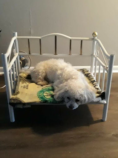 Pet Supply Store «PetSmart», reviews and photos, 3780 Riverchase Village #300, Hoover, AL 35244, USA