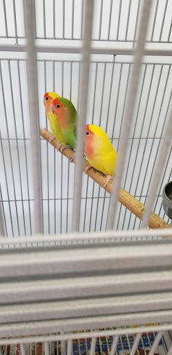 Pet Store «Adventure Birds of Bon Aqua», reviews and photos, 9600 TN-46, Bon Aqua, TN 37025, USA