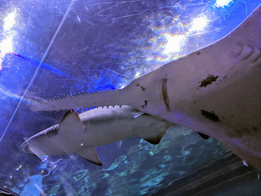 Aquarium «Shark Encounter», reviews and photos, 7007 Sea World Dr, Orlando, FL 32821, USA